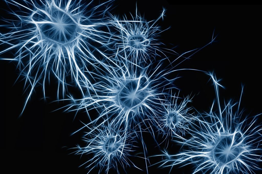 neurons, brain cells, brain structure-1773922.jpg